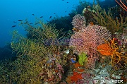 Thyroscyphus fructicosis hydr-Annella mollis ambiance Tomia table coral-25m-20180525-Denis-ADER-DSC_0567_tn